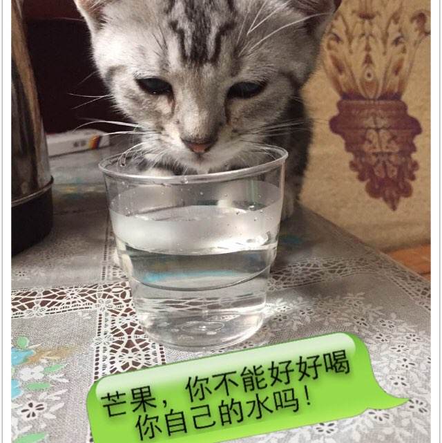 东帝汶驾驶证真实样板